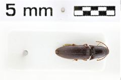 Foto (Dorsalansicht) von Melanotus schuhi (Platia & Schimmel, 2001)